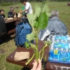 Ggus (wild celery) - apparently tastes like a combination of cucumber and celery.